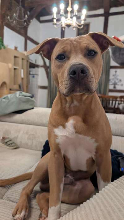 Hundetreffen-Hundebegegnungen-Bild