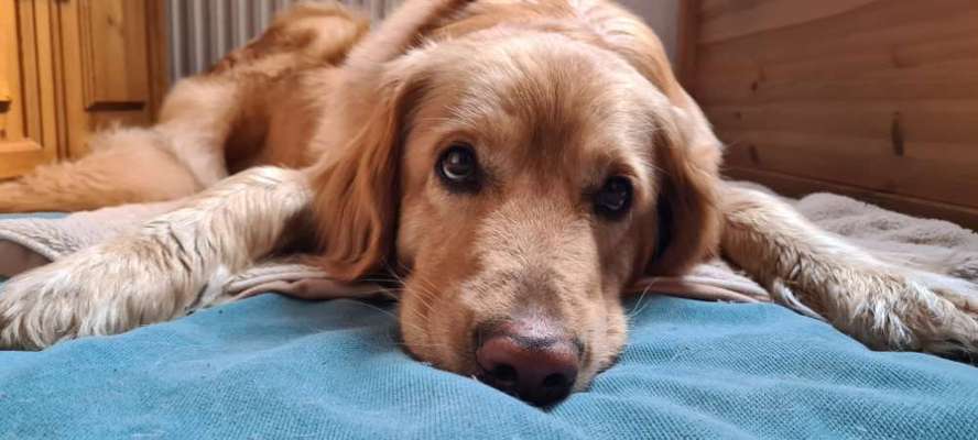 Hovawart-Beitrag-Bild