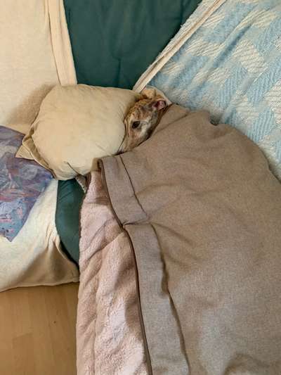 Windhunde - Treffen der besonderen Schönheiten
HERZLICH WILLKOMMEN-Beitrag-Bild