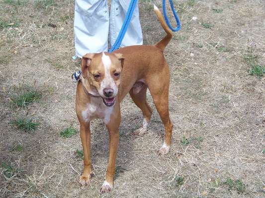 Windhunde - Treffen der besonderen Schönheiten
HERZLICH WILLKOMMEN-Beitrag-Bild