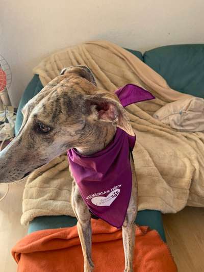 Windhunde - Treffen der besonderen Schönheiten
HERZLICH WILLKOMMEN-Beitrag-Bild