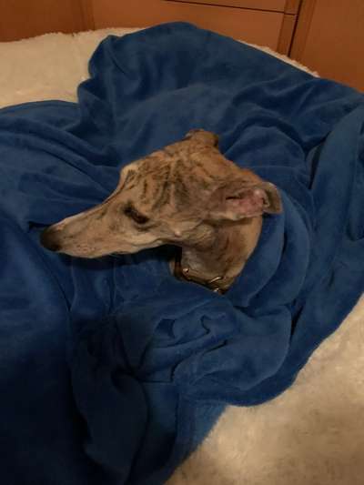 Windhunde - Treffen der besonderen Schönheiten
HERZLICH WILLKOMMEN-Beitrag-Bild