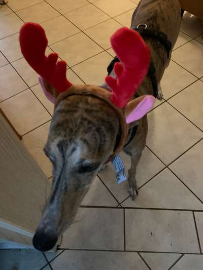 Windhunde - Treffen der besonderen Schönheiten
HERZLICH WILLKOMMEN-Beitrag-Bild