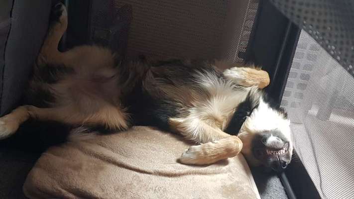 Die Dogorama Wochen Challenge-Beitrag-Bild