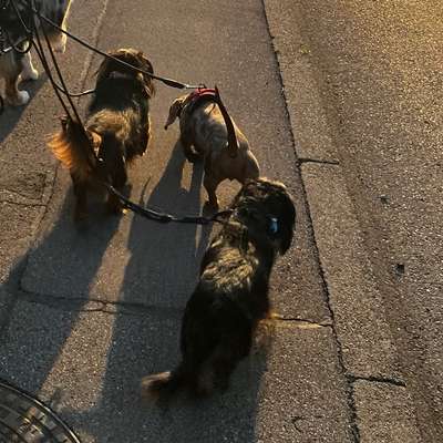 Hundetreffen-Dackelspaziergang 🐾-Bild
