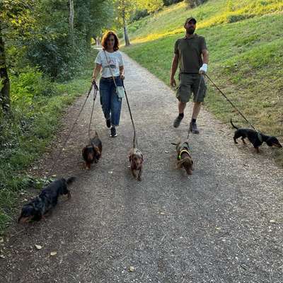 Hundetreffen-Dackelspaziergang 🐾-Bild
