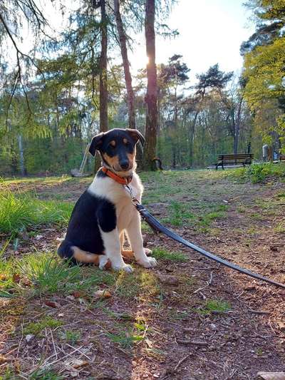 Hundetreffen-Gemeinsame Gassirunden-Bild