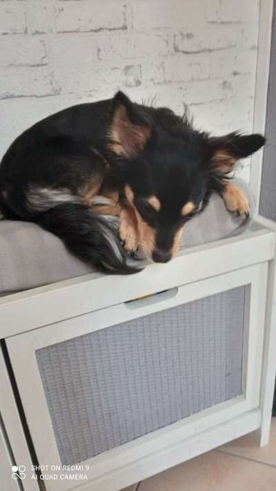 Welpen Bilder !-Beitrag-Bild