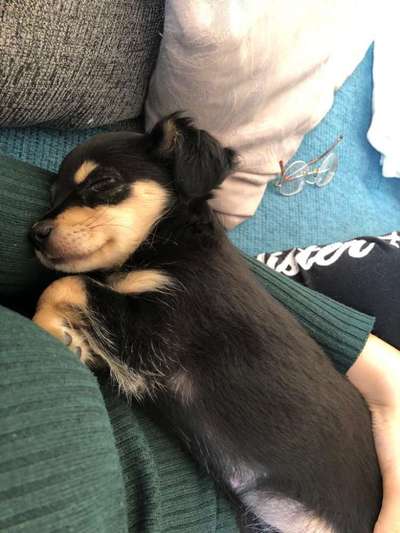 Welpen Bilder !-Beitrag-Bild