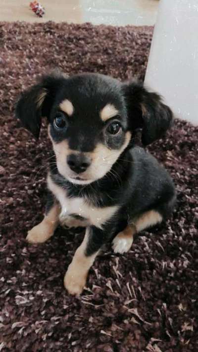 Welpen Bilder !-Beitrag-Bild