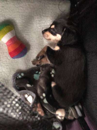 Welpen Bilder !-Beitrag-Bild