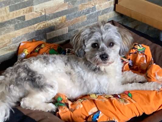 Malshi (malteser - shih-tzu) Freunde?-Beitrag-Bild