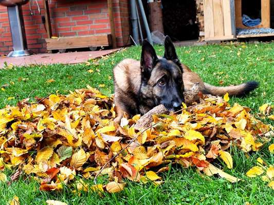 Hundetreffen-Sozialwalk/ Trainingsrunden-Bild