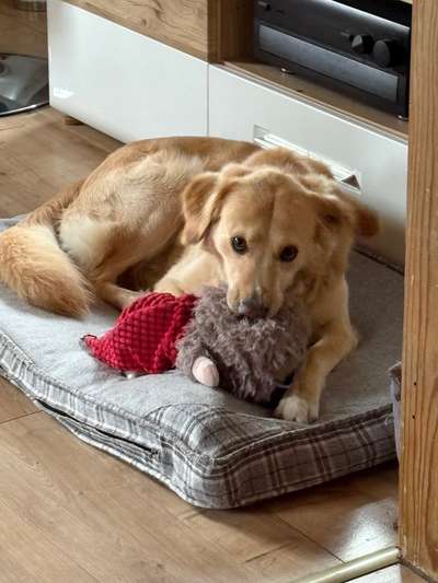 Hundetreffen-Trainings treffen zur Sozialisierung.-Bild