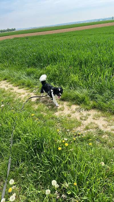 Hundetreffen-Gassi und spiel treffen :)-Bild