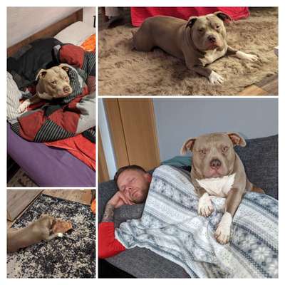 Freunde von 'Kampfhunden'-Beitrag-Bild