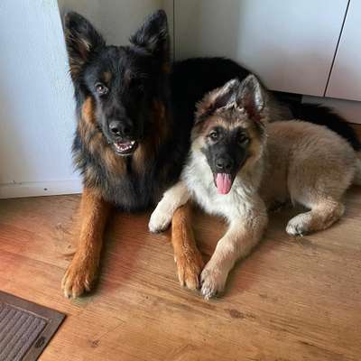 Hundetreffen-Spiel und Gassirunde-Bild