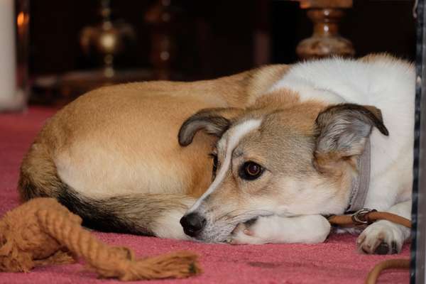 150. Foto Challaenge:  Die Augen, der Spiegel der Seele-Beitrag-Bild