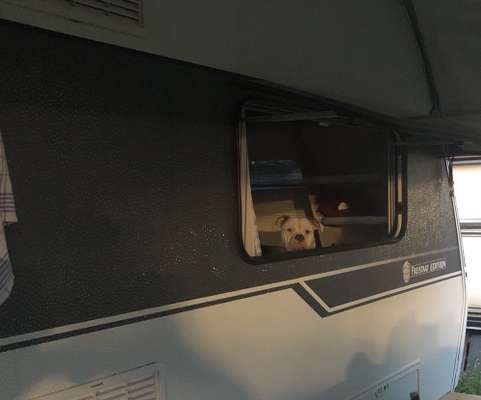 Die Dogorama Wochen Challenge: “Dein Hund im Urlaub”-Beitrag-Bild