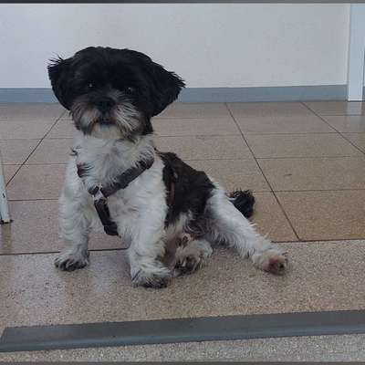 Hundetreffen-Treffen Hiddesen und Umgebung-Profilbild