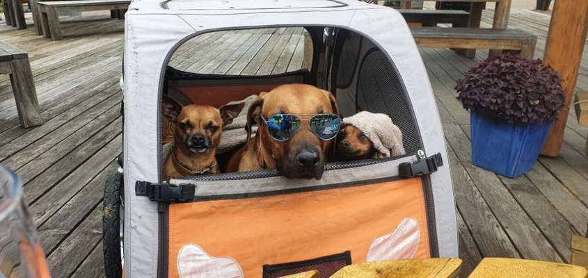 Hundeanhänger für das Fahrrad-Beitrag-Bild