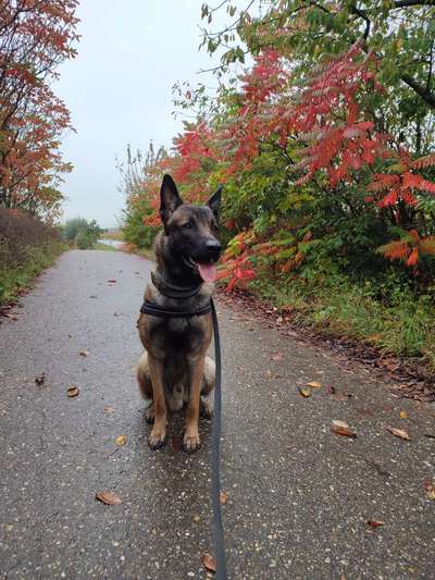 Schäferhund-Fans?-Beitrag-Bild