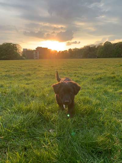 Lieblingsbild von euren Hunden?-Beitrag-Bild