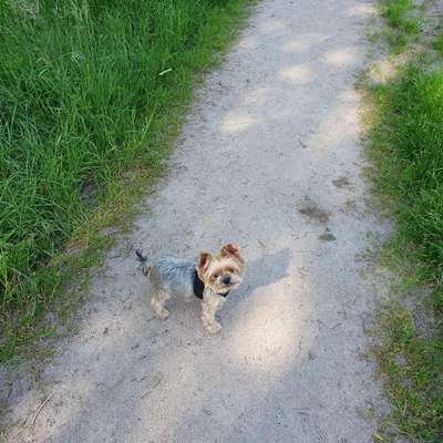 Hundetreffen-Gassirunde 🐾-Bild