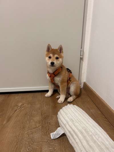 Hundetreffen-Welpentreffen-Bild
