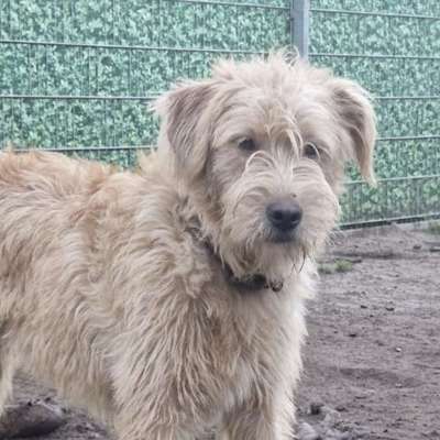 Suchmeldung-Bailey-Bild