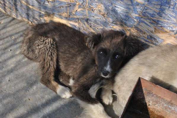 Welpen Bilder !-Beitrag-Bild