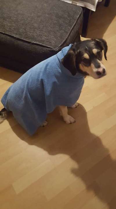 Schäferhund-Beitrag-Bild