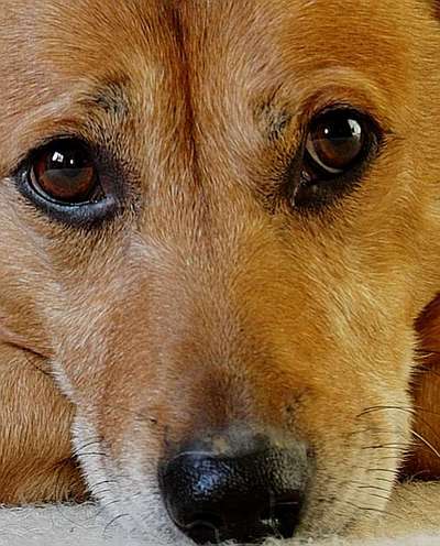 12. Farben Foto Challenge --- Braun-Beitrag-Bild