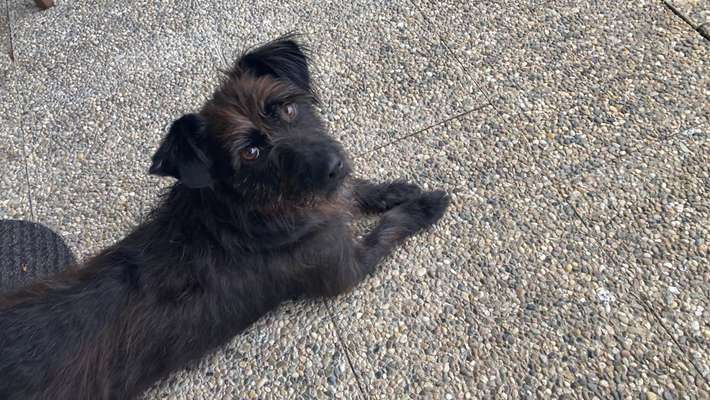 Mischlinge raten - Rätselspaß-Beitrag-Bild