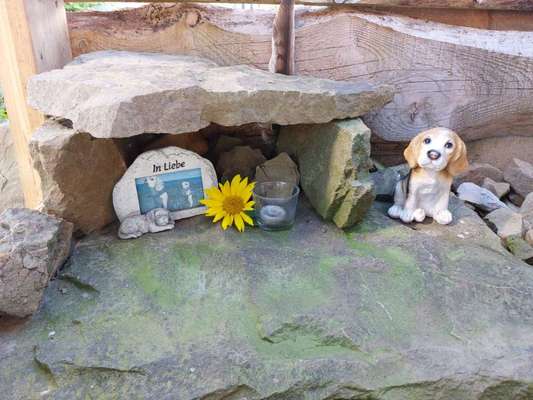 Unsere Fellnasen im Regenbogenland-Beitrag-Bild