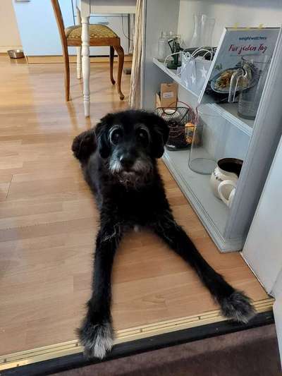 Unsere Fellnasen im Regenbogenland-Beitrag-Bild