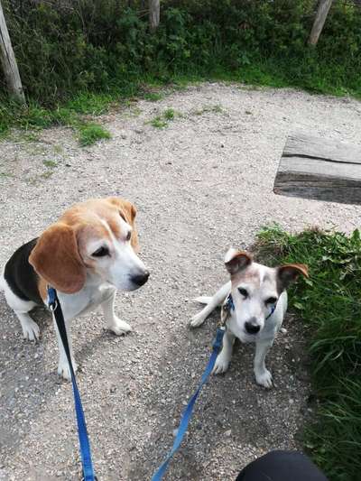 Unsere Fellnasen im Regenbogenland-Beitrag-Bild