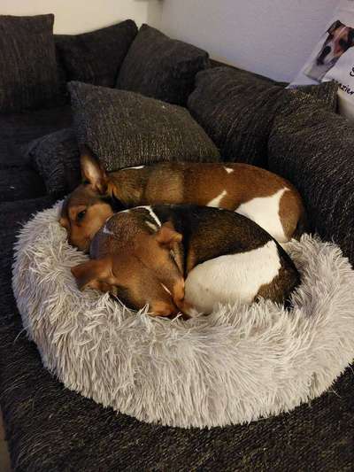 Körbchen / Hundebett-Beitrag-Bild