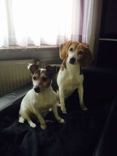 Wo sind die Jack und Parson Russell Terrier?-Beitrag-Bild