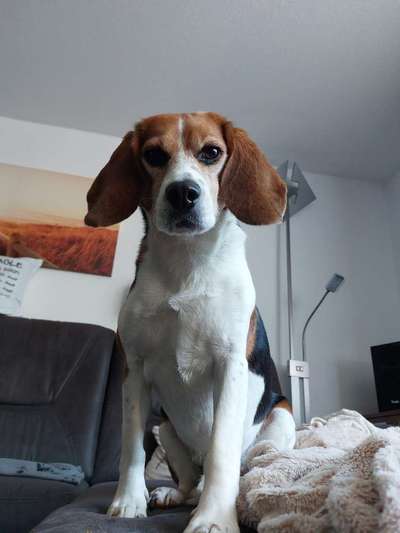 TierschutzhundeStammtisch🐕-Beitrag-Bild