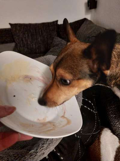 Dogorama Photo Challenge - Hündische Haushaltshilfe-Beitrag-Bild