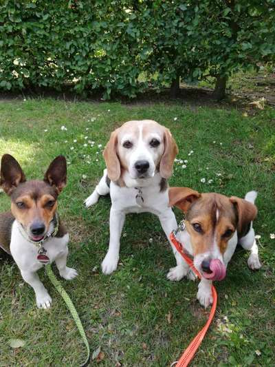Wo sind die Jack und Parson Russell Terrier?-Beitrag-Bild