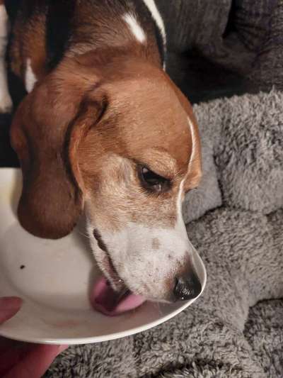 Dogorama Photo Challenge - Hündische Haushaltshilfe-Beitrag-Bild