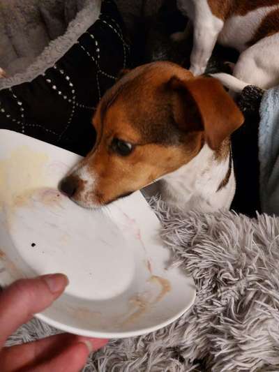 Dogorama Photo Challenge - Hündische Haushaltshilfe-Beitrag-Bild