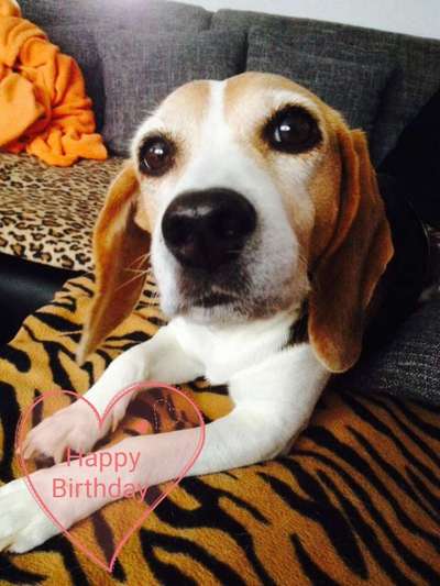 Unsere Fellnasen im Regenbogenland-Beitrag-Bild