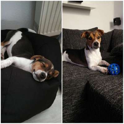 Vom Welpen zum Hund-Beitrag-Bild