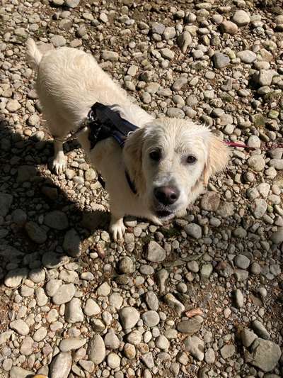 Hundepensionen-HUNA - Hunde unterwegs in der Natur-Bild