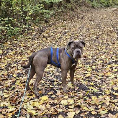 Hundetreffen-Gemeinsamer "Social Walk" Nähe Urbar-Bild