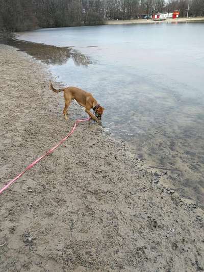 Hundetreffen-Treffen am silbersee-Bild