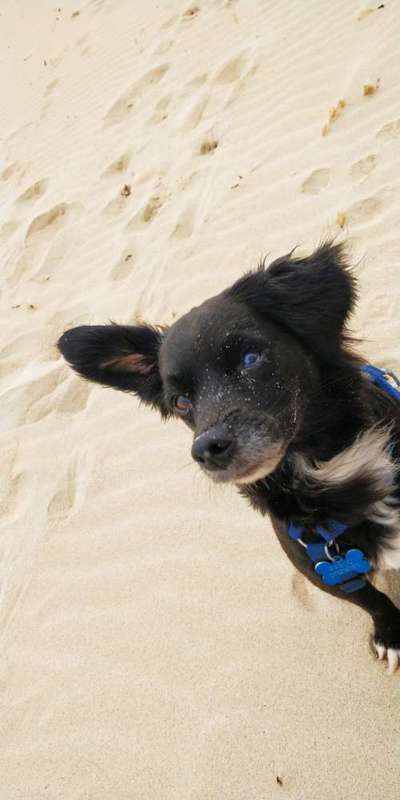 Lieblingsbild von euren Hunden?-Beitrag-Bild